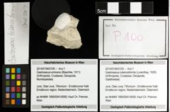 Foto (Objekt + Etiketten) von Gastrosacus tuberosiformis (Lorenthey, 1929) 